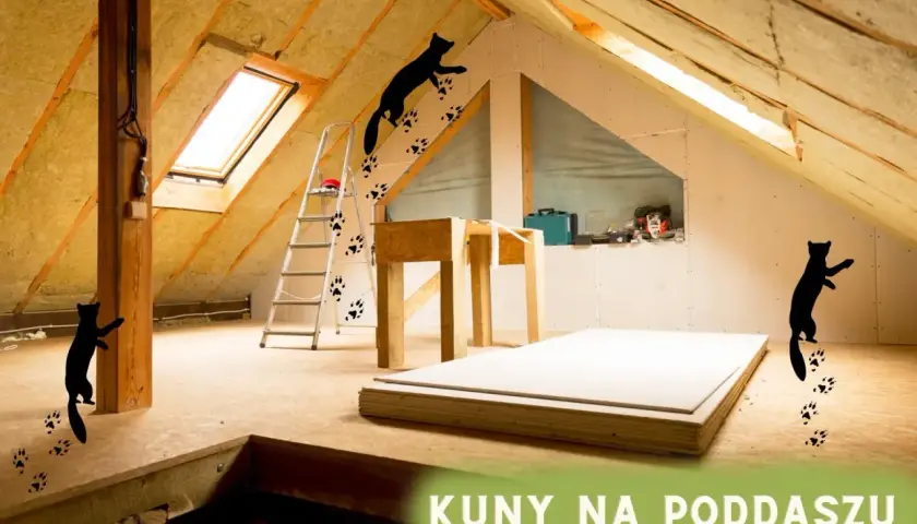 Kuny na poddaszu zostawiają ślady łapek, biegając po izolacji i belkach.